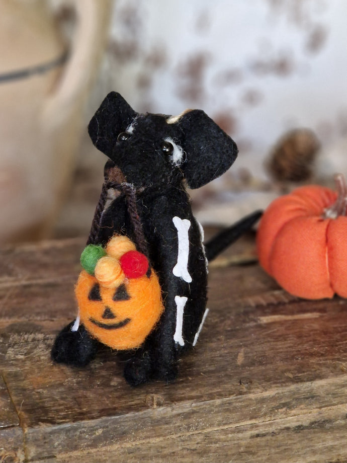 Little Black Dog Dressed in Skeleton Bones Holding Pumpkin