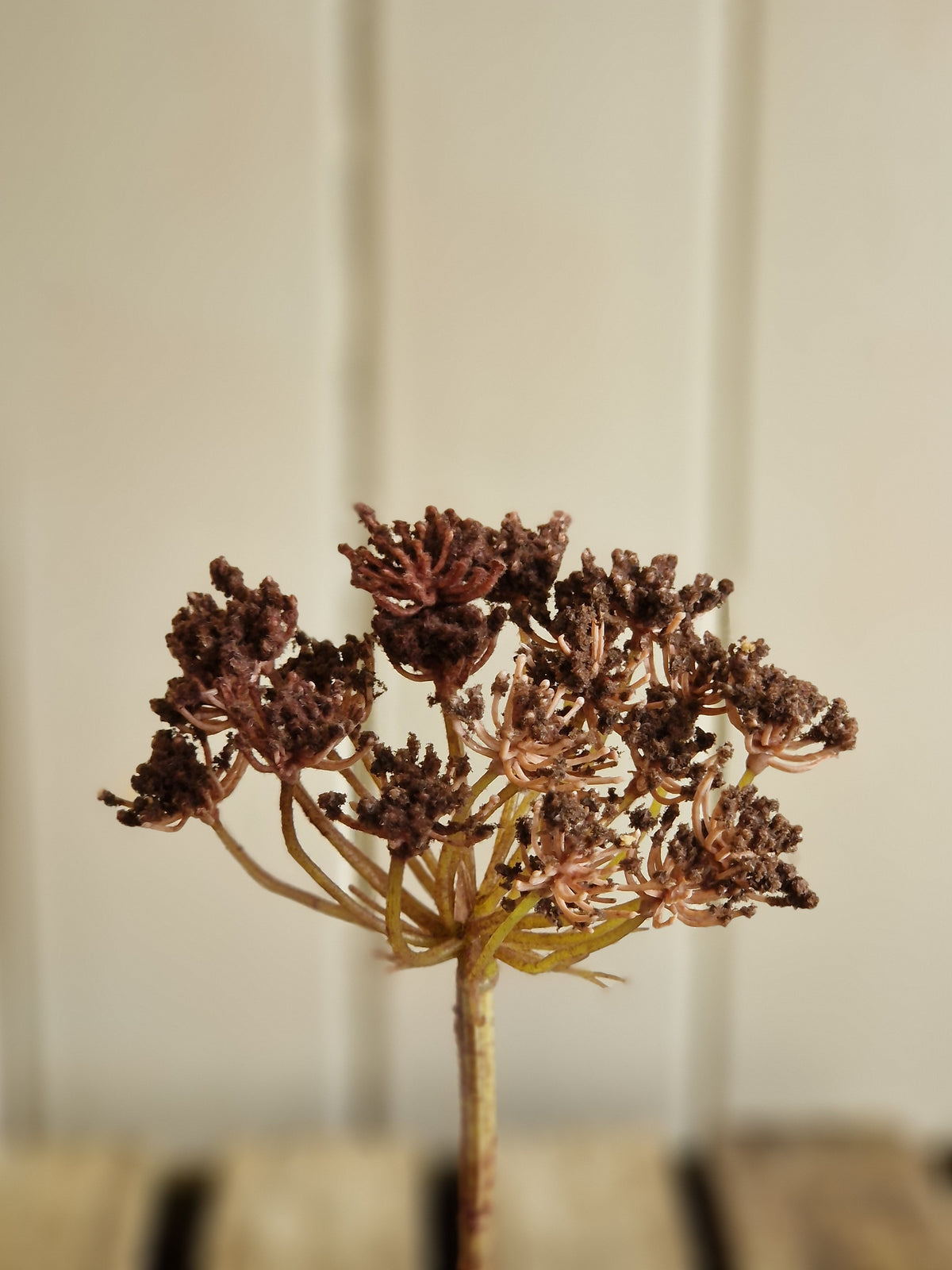 Faux Cow Parsley - 2 colours