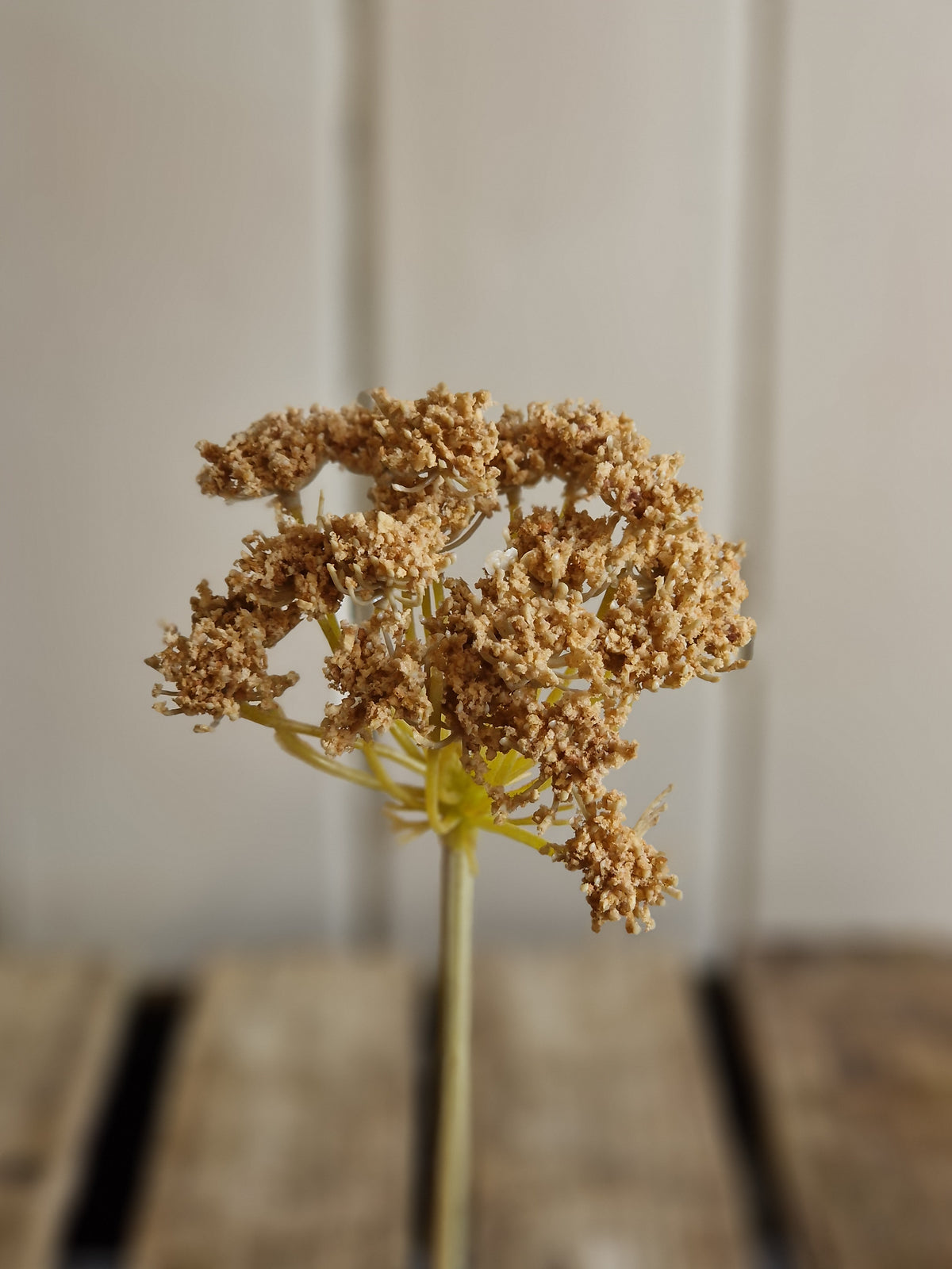 Faux Cow Parsley - 2 colours
