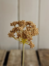 Load image into Gallery viewer, Faux Cow Parsley - 2 colours
